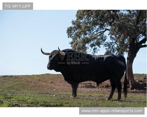 公牛勇敢迈步：提升年轻人上场时间开启新篇章